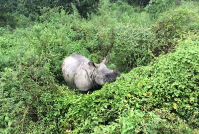 Jungle Safari in Nepal