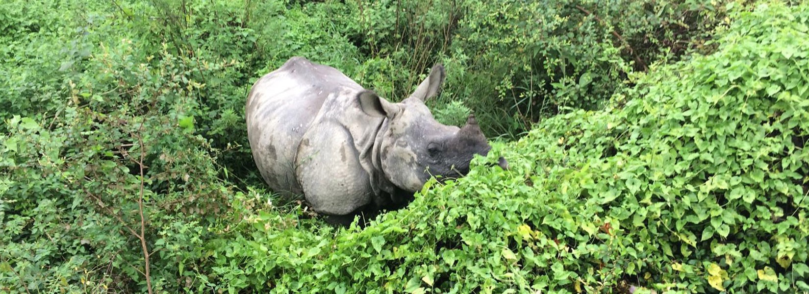 Jungle Safari in Nepal